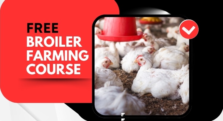 Broiler Farming