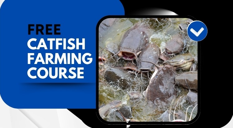 Catfish Farming