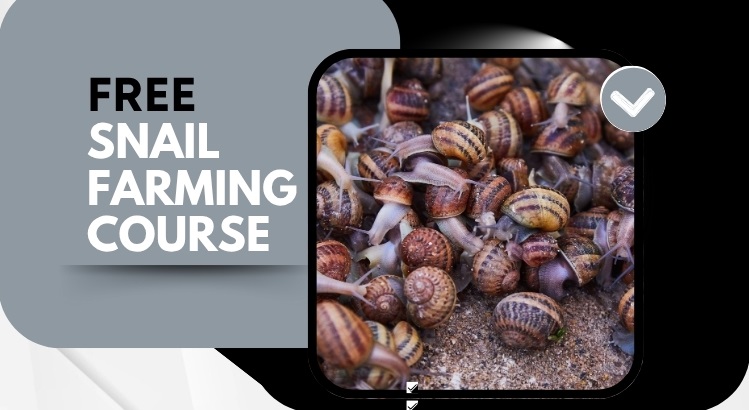Snail Farming