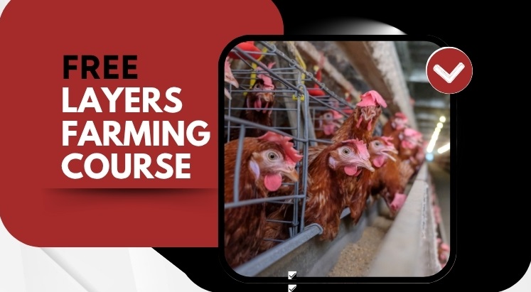 Layer Farming
