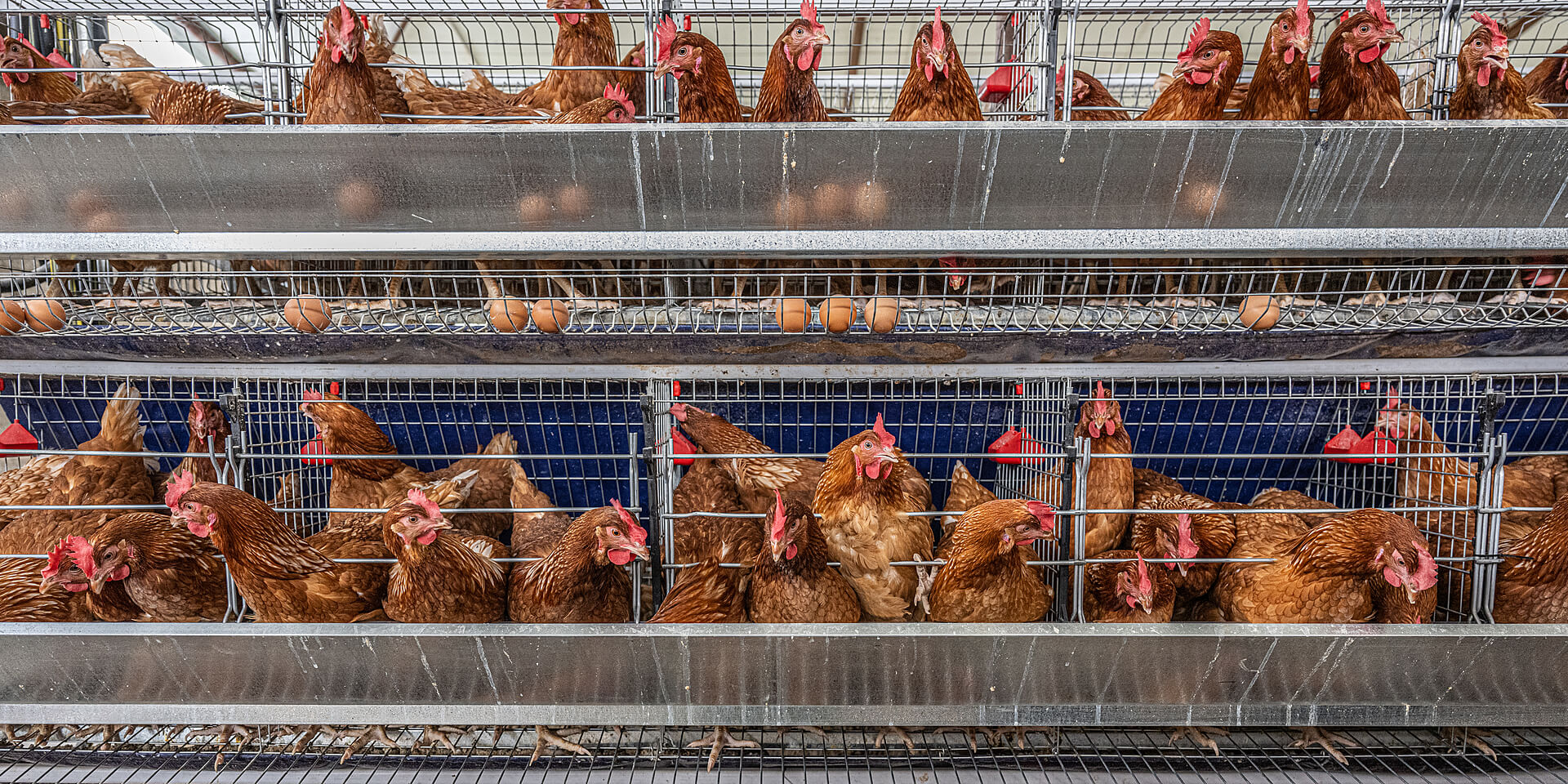 Battery Cages Setup