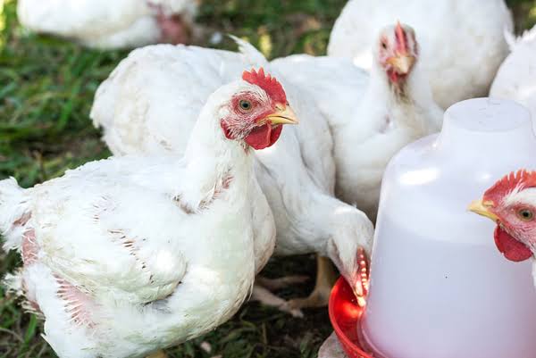 Broiler chickens