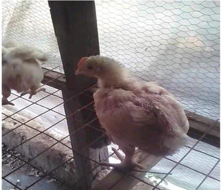 Wooden Cage Pen 2