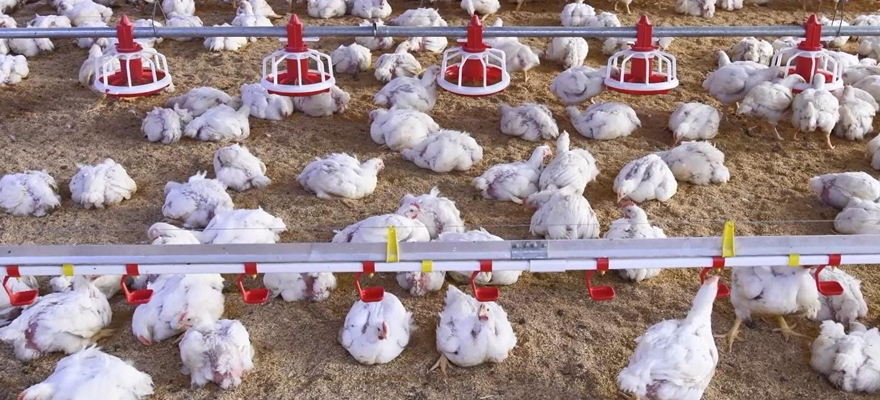 Room Pen Deep Litter System