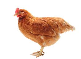 Layer hens