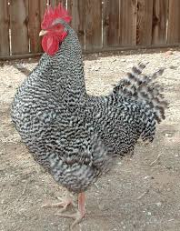 Noiler chickens