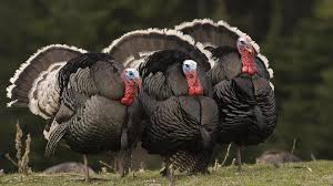 Turkeys